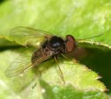 Chrysopilus sp.