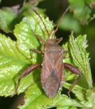  Euthochtha galeator