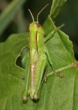 Melanoplus bivittatus (5th instar male nymph)