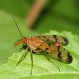 Common Scorpionflies - Panorpidae