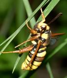 2542  European Hornet Moth  Sesia apiformis