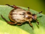 Oriental Beetle - Anomala orientalis