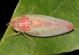 Leafhoppers genus Gyponana