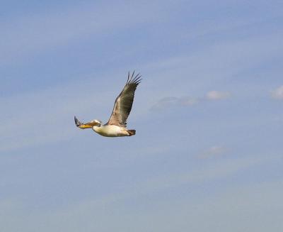 2005.02.12.lake.manyara.bird.flying.jpg