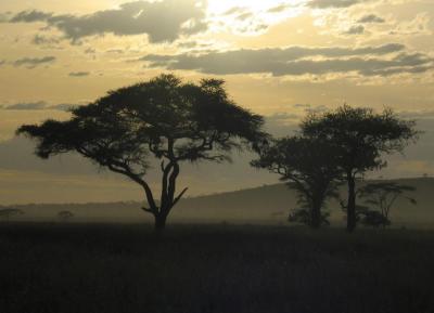 u47/toddao/medium/40037306.2005.02.13.serengeti.acacia.sunset1.jpg
