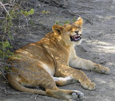 2005.02.13.serengeti.lion.female.teeth.jpg