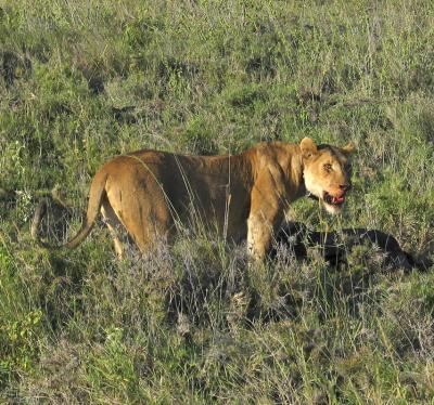 2005.02.13.serengeti.lion.female.with.kill.jpg
