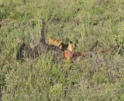 u47/toddao/medium/40037318.2005.02.13.serengeti.lion.female.with.kill1.jpg