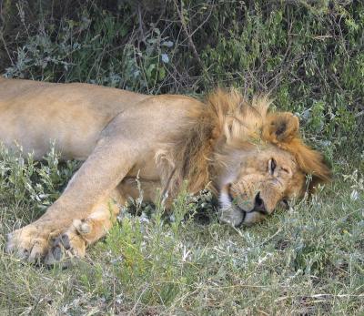 u47/toddao/medium/40037320.2005.02.13.serengeti.lion.male.jpg