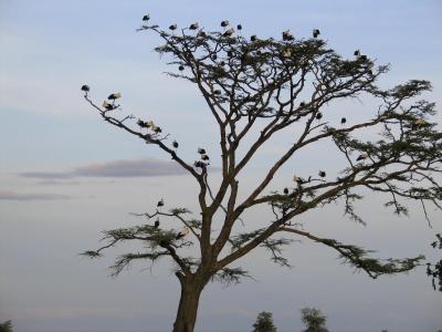 2005.02.13.serengeti.tree.birds.jpg