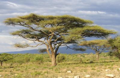 u47/toddao/medium/40037333.2005.02.14.serengeti.acacia.and.cloudy.sky.jpg