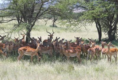 u47/toddao/medium/40037347.2005.02.14.serengeti.gazelles.jpg