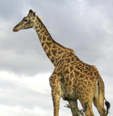 u47/toddao/medium/40037348.2005.02.14.serengeti.giraffe.and.cloudy.sky.jpg