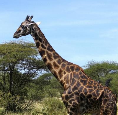 2005.02.14.serengeti.giraffe.standing.jpg