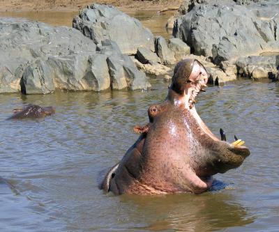 2005.02.14.serengeti.hippo.jpg