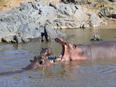 2005.02.14.serengeti.hippos.jpg