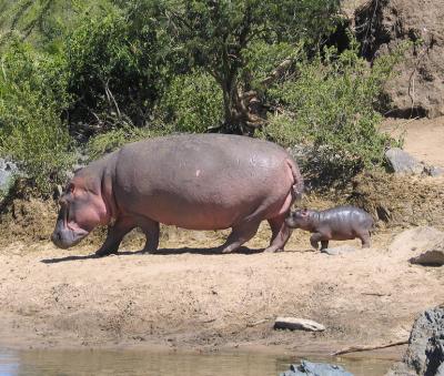 2005.02.14.serengeti.hippos.mother.and.child.jpg