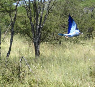 2005.02.14.serengeti.leurasian.roller.jpg