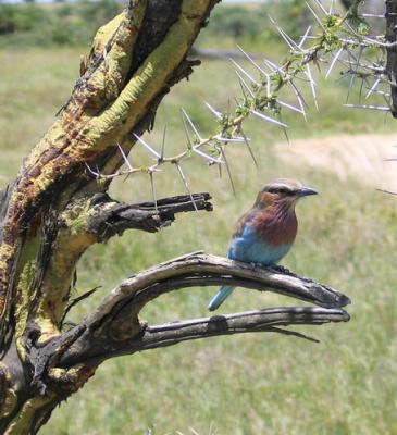 2005.02.14.serengeti.lilac.breasted.roller1.jpg