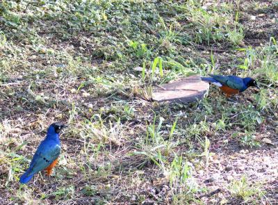 2005.02.14.serengeti.starlings.jpg