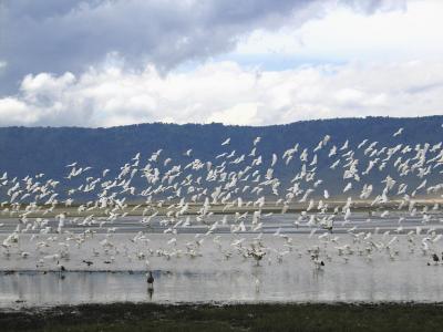2005.02.15.ngoro.lake.birds.flying.jpg