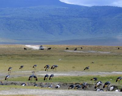 2005.02.15.ngoro.lake.birds1.jpg