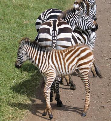 u47/toddao/medium/40037400.2005.02.15.ngoro.zebra.stripes.jpg