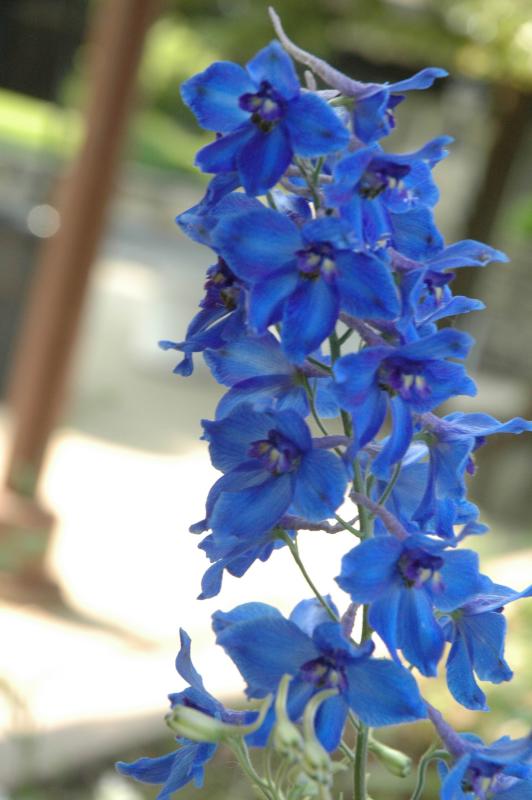 blue larkspur