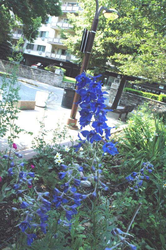 blue larkspur