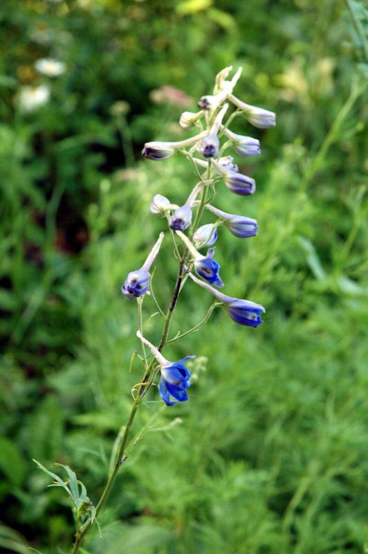 blue larkspur