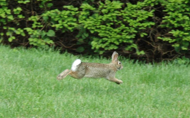 bunnyrabbit