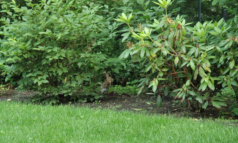 bunnyrabbit hiding in rhododendrons