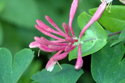 honeysuckle
