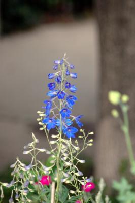 larkspur and lychnis
