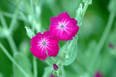 lychnis