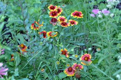 rudbeckia