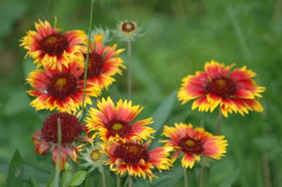 rudbeckia