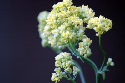 thalictrum