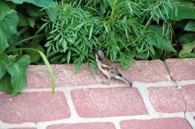 bird on garden wall