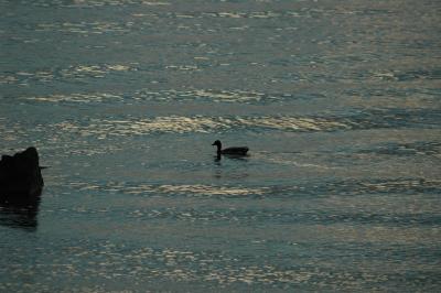 duck