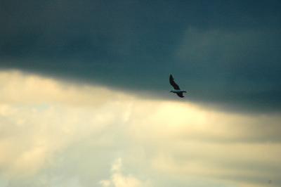 seagull on lake
