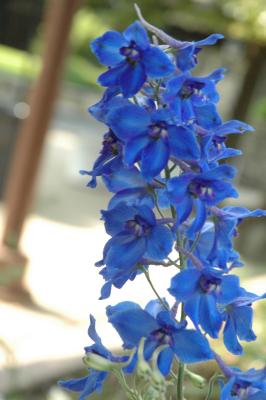 blue larkspur