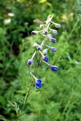 blue larkspur