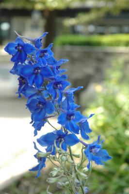 blue larkspur