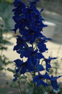 blue larkspur