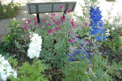 larkspur lychnis  delphinium
