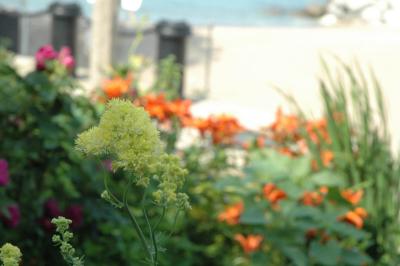 thalictrum and lillies