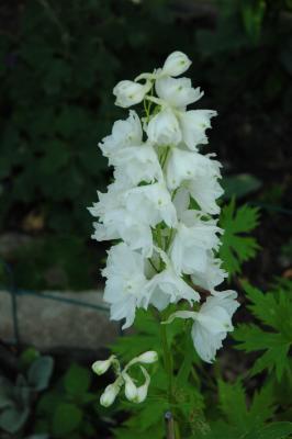u47/toddrabbit/medium/30242519.whitedelphinium00.jpg