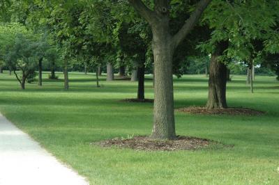 trees grass shadow