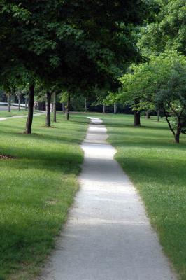 trees grass shadow